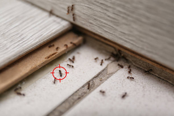 Best Flea Control Services  in Acres Green, CO