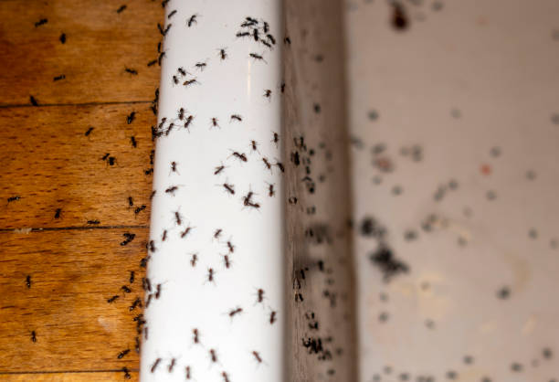 Best Mosquito Control Services  in Acres Green, CO