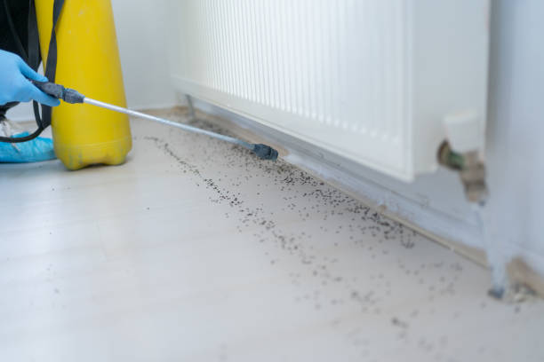 Best Cockroach Control Services  in Acres Green, CO