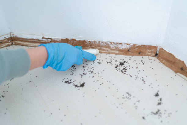Best Affordable Pest Control Services  in Acres Green, CO